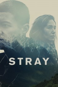 Stray Stray